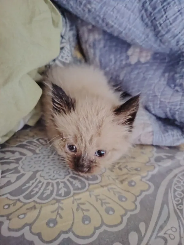 котята в добрые ручки