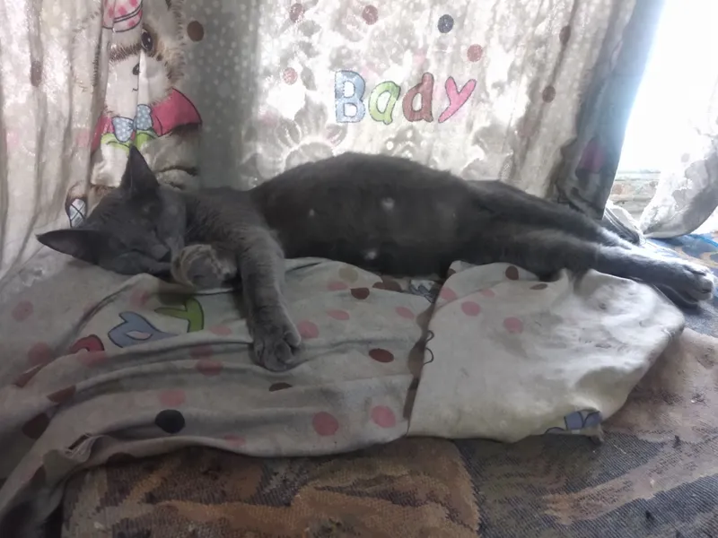 шотландские котята от охотничьей кошки