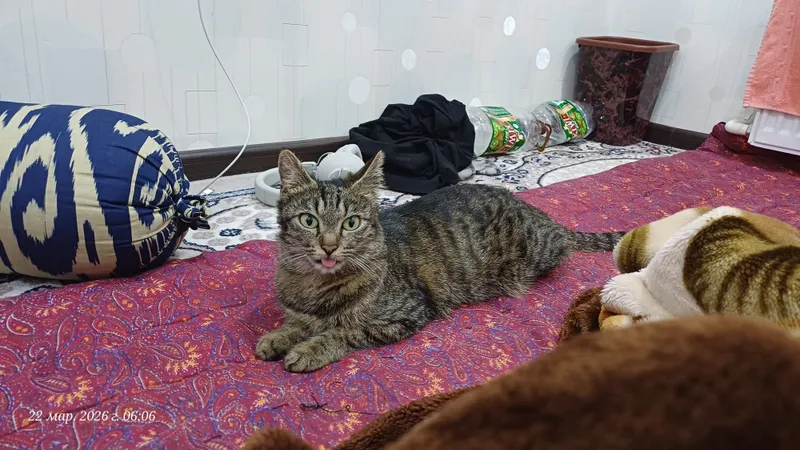 Кто то забрал мою кошку её зовут бебра она с самого рождения со мной — фото 1
