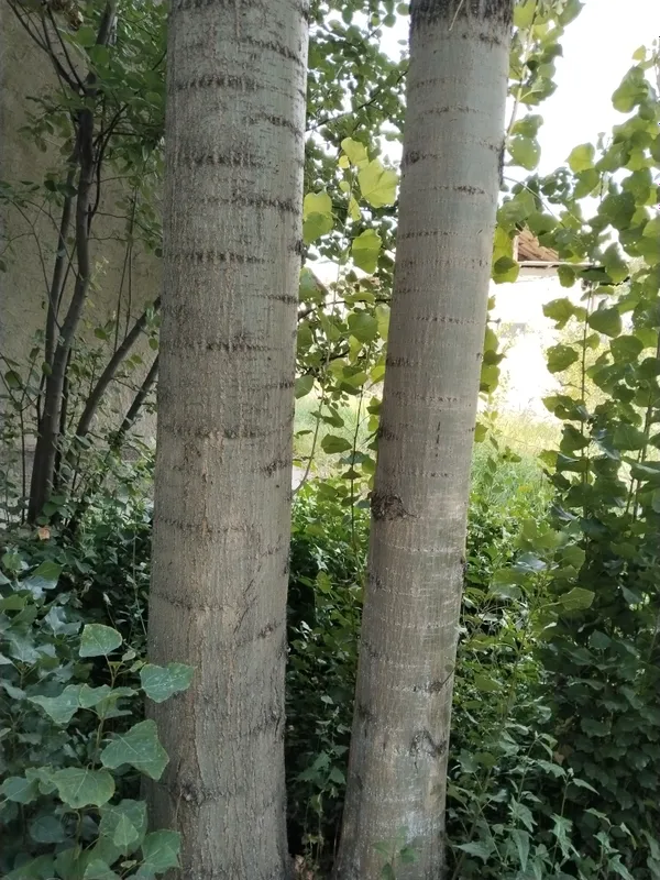 Продаются качественные тополя 2 Продаются качественные тополя 2