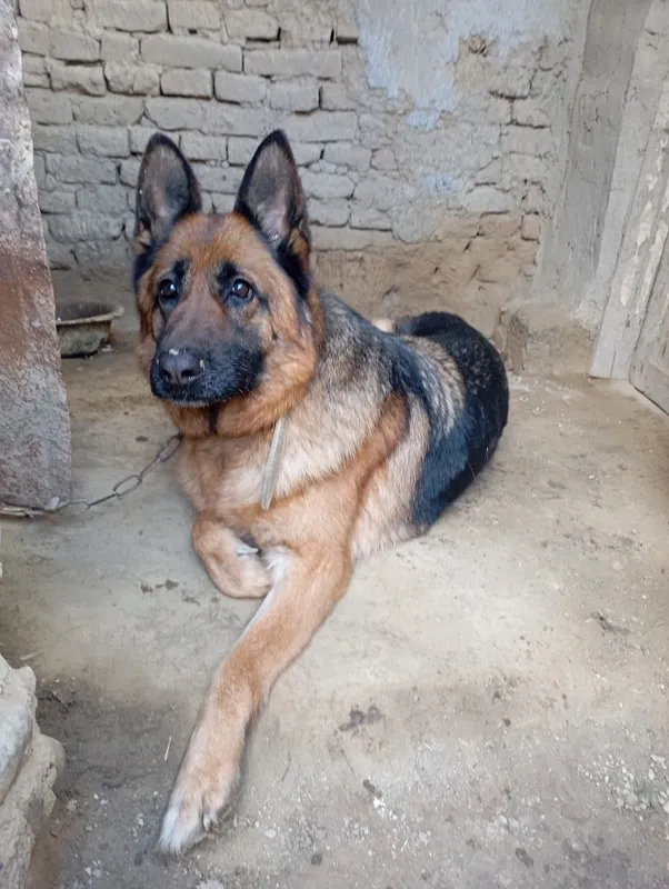 Nemis ovcharkasi (German Shepherd] — фото 2
