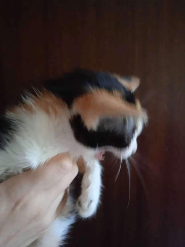 Красивые котята -девочки, 3 месяца. — фото 2