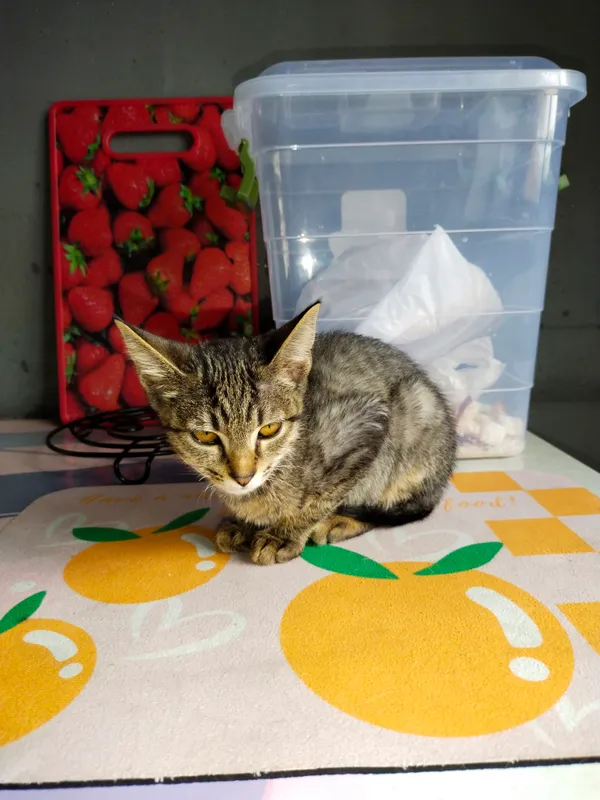 Котёнок девочка 2