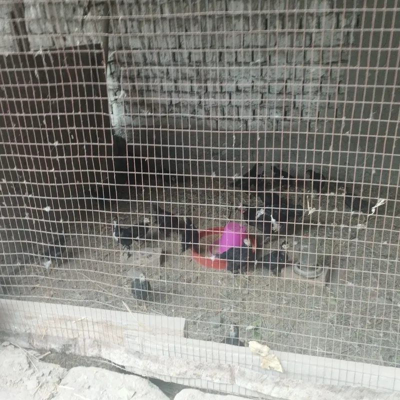 Paranda (tovuq jojalari) 2 Paranda (tovuq jojalari) 2