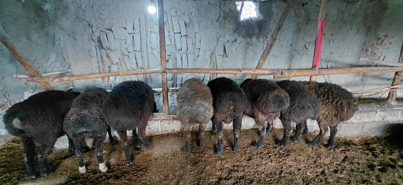 8 дона 1 ёшли местный ҳисори боқма қўчқорлар