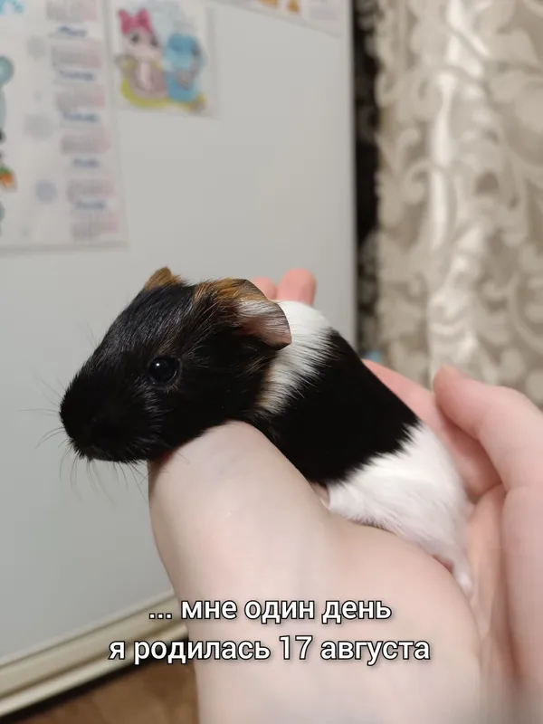 Продается морская свинка 3 Продается морская свинка 3