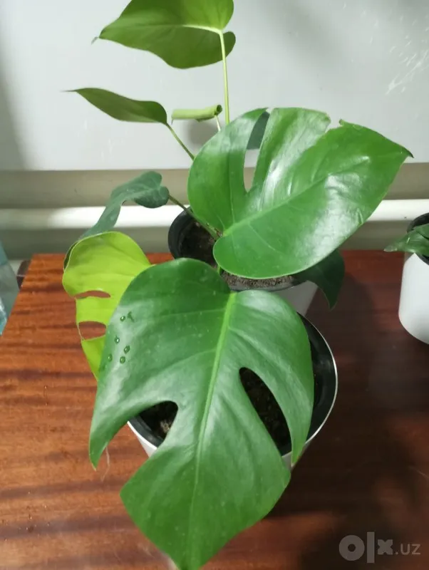 Tropik liana — monstera 7 Tropik liana — monstera 7