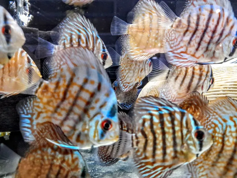 Discus privaznoy Thailand 5-6 sm 4 Discus privaznoy Thailand 5-6 sm 4