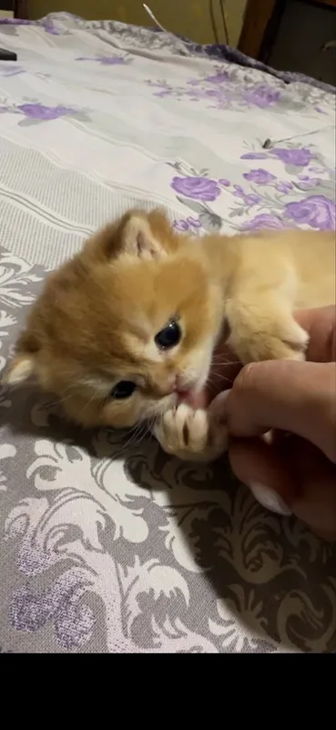 Котенок бри золотая шиншилла — фото 2