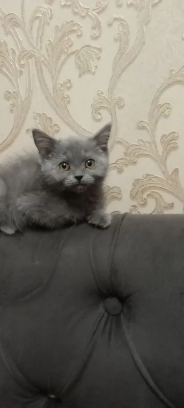 Шотландский страйт, котёнок 2 Шотландский страйт, котёнок 2