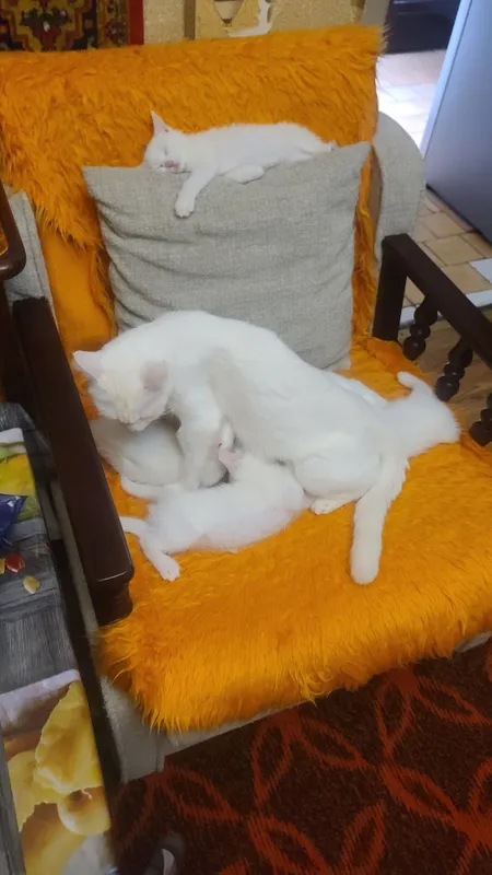 Продам котят белых! — фото 4