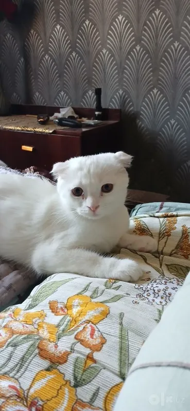 Кошка. Шотландская Кошка. Шотландская