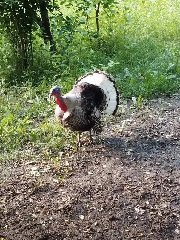 Kurka, Индук, Курка, 7 kg, tezkor Sotiladi