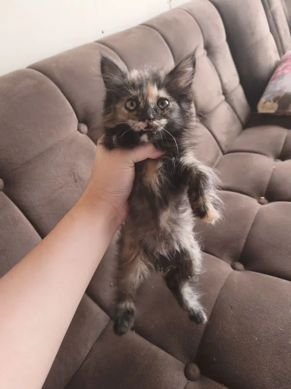 Отдаю даром котенка — фото 3