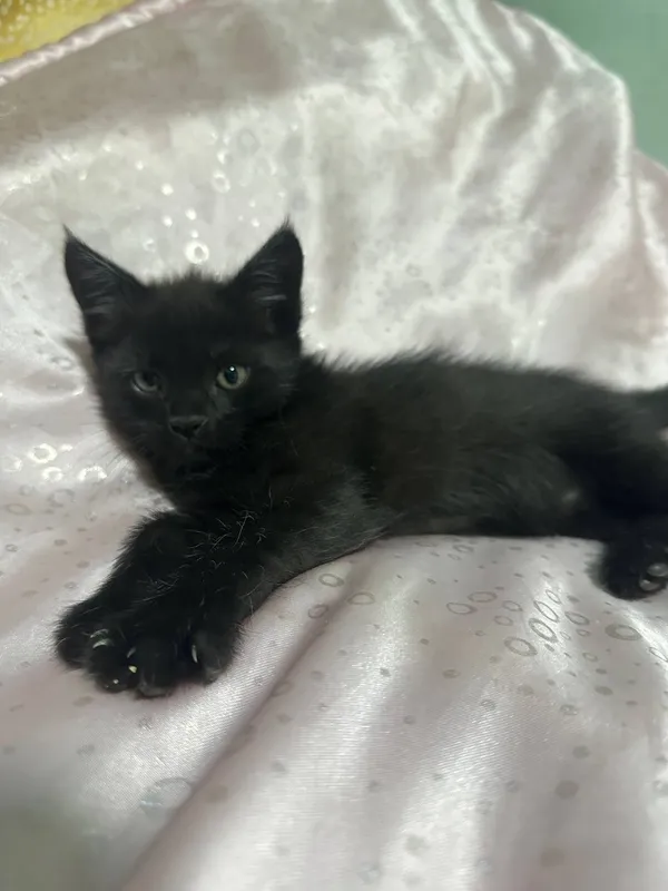 Котята Рыжик и Багира — фото 1 Котята Рыжик и Багира — фото 1