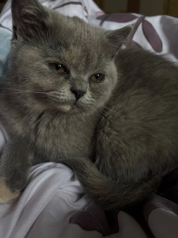 Британские котята 2 Британские котята 2