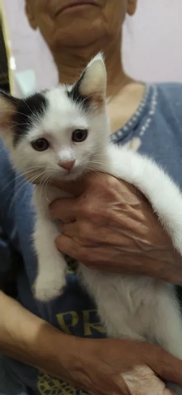 Котята, домашние 2 Котята, домашние 2