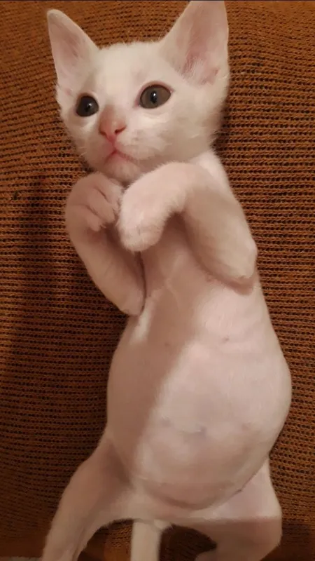 Котёнок в добрые и руки. 2 Котёнок в добрые и руки. 2