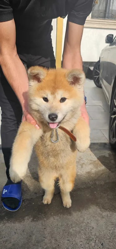 Продается Akita inu девочка — фото 3