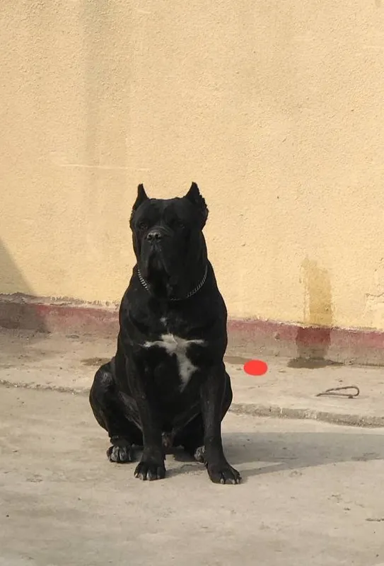 Cane corso 2 Cane corso 2