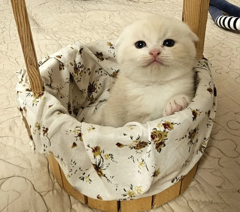 Продаются : чистокровные котята. От правильной вязки . 3 Продаются : чистокровные котята. От правильной вязки . 3