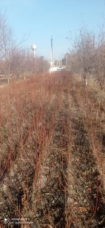Пайванд килинган кучатлар.сорти аник