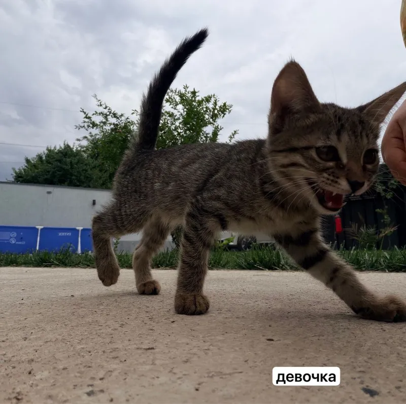 Отдам котят с дальнейшим отслеживанием 3