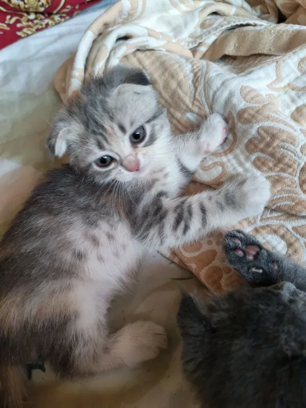 Котята в добрые и ответственные руки!!!