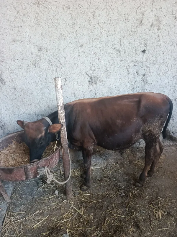 Buqacha sotiladi 1 Buqacha sotiladi 1