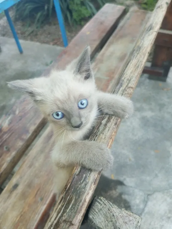 Mushukchasini sotaman! 3