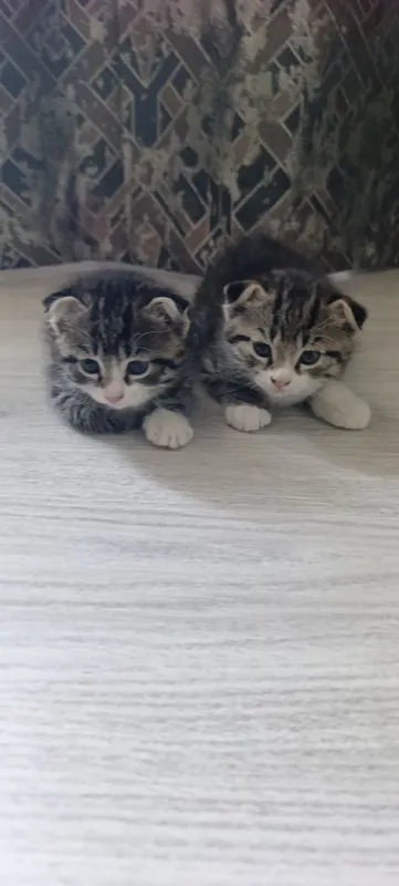 Oʻsma quloq mushuk Вислоухие котята — фото 3