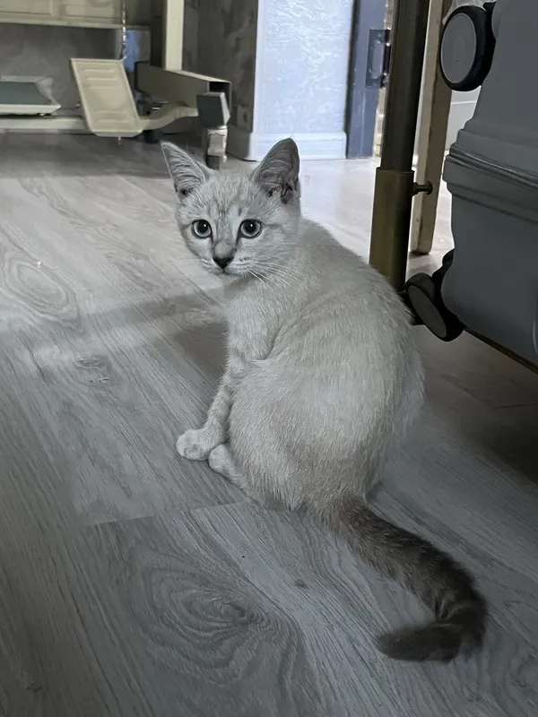 Сиамские кошкааа 1 Сиамские кошкааа 1