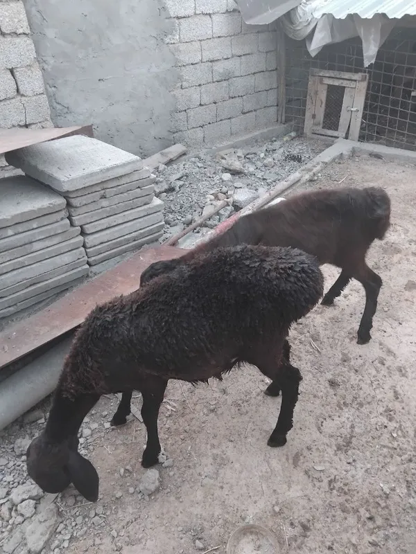 Urgochi qozila sotiladi 2 Urgochi qozila sotiladi 2