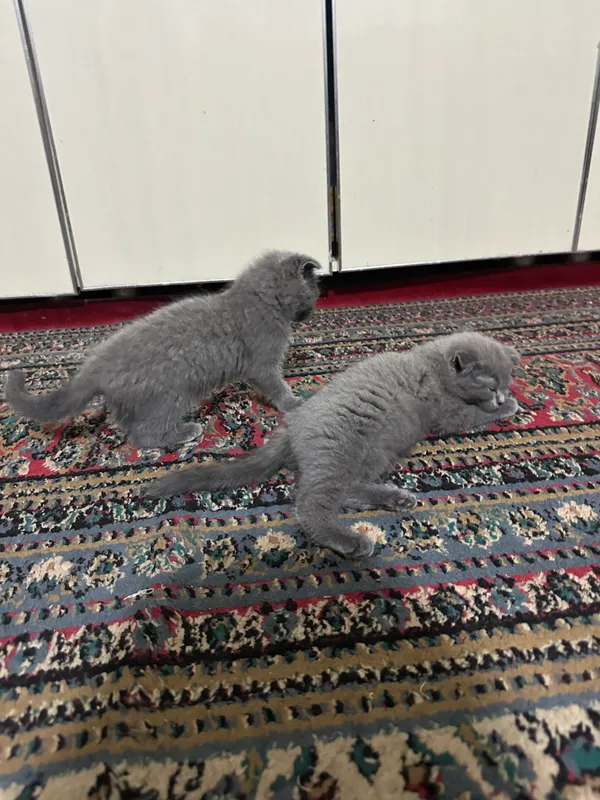 кошка 1