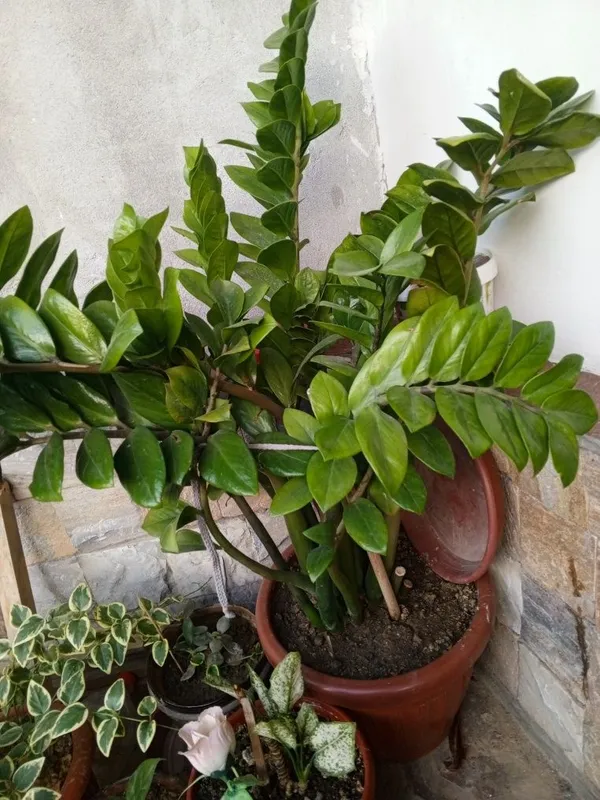 Zamiokulkas (dollar daraxti) sotiladi — фото 2