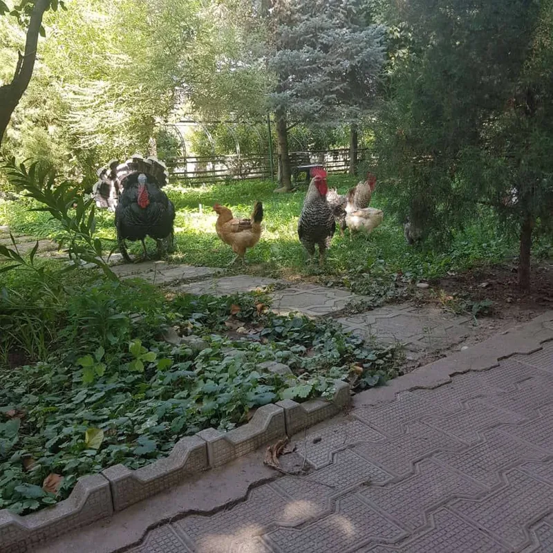 Чингельды. 1,3 гектара — фото 2