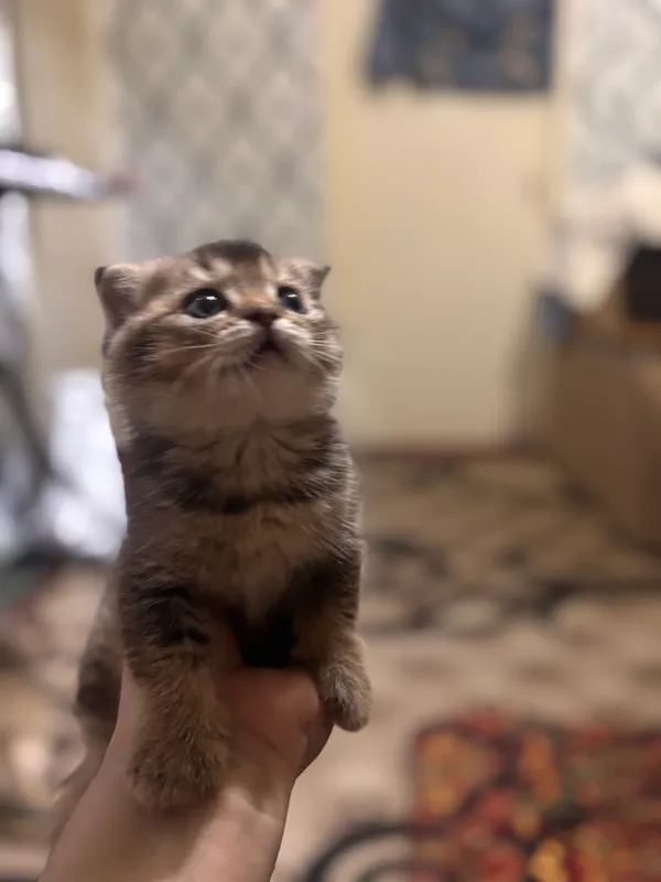 Британский скотч+Британская шиншилла — фото 1