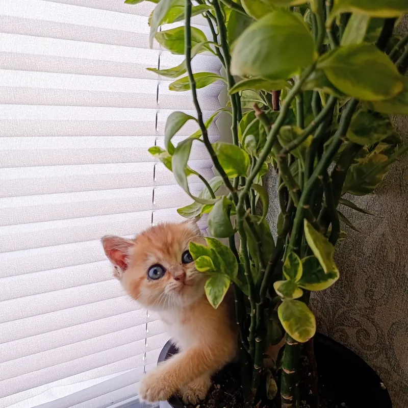 Mushukchalar,Котята 4 Mushukchalar,Котята 4