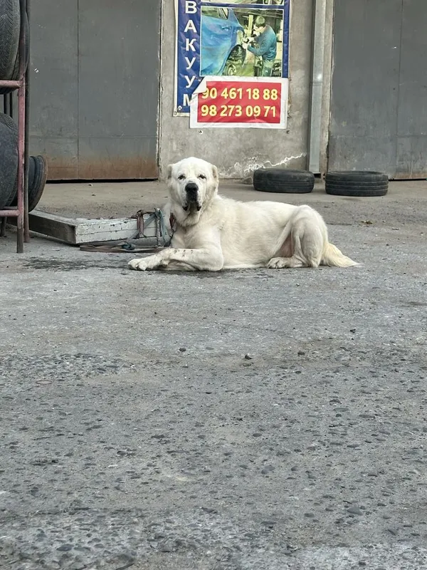 Вяска алабай кошиб берамиз 3 Вяска алабай кошиб берамиз 3