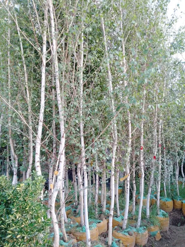 Beryoza Chinor Kashtan
