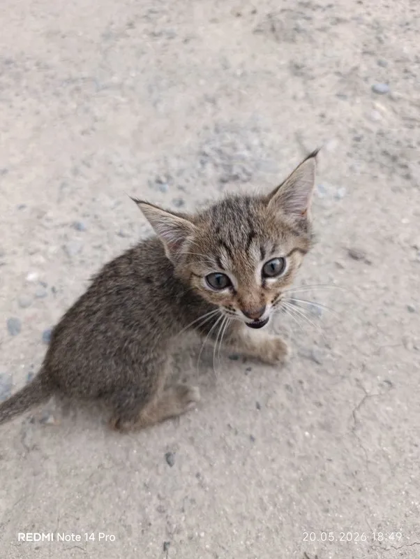 Кот милый красивый