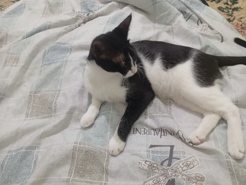 Котята 5 Котята 5
