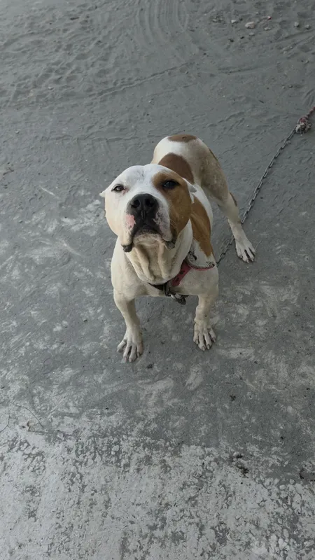 Pitbull 1.5 yosh 3 Pitbull 1.5 yosh 3