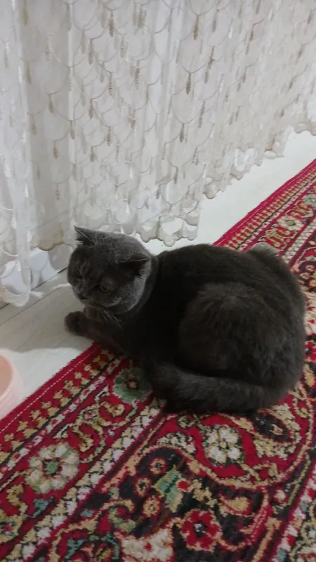Мушук скотиш фолд