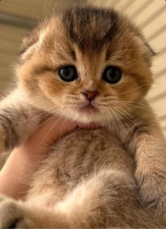 Scottish Fold: og'il bola 1