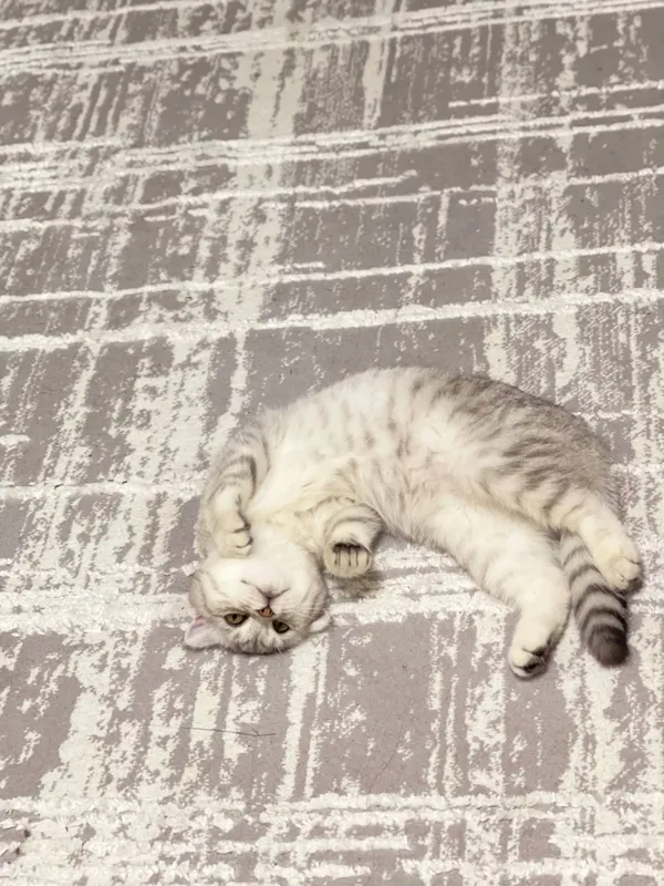 Кошка scotish fold