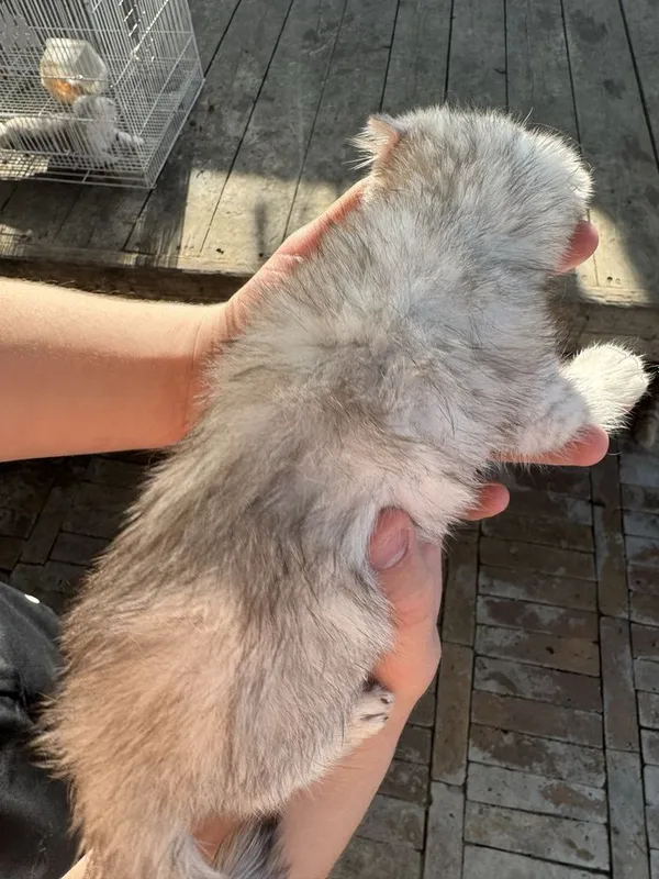 Котята. — фото 3