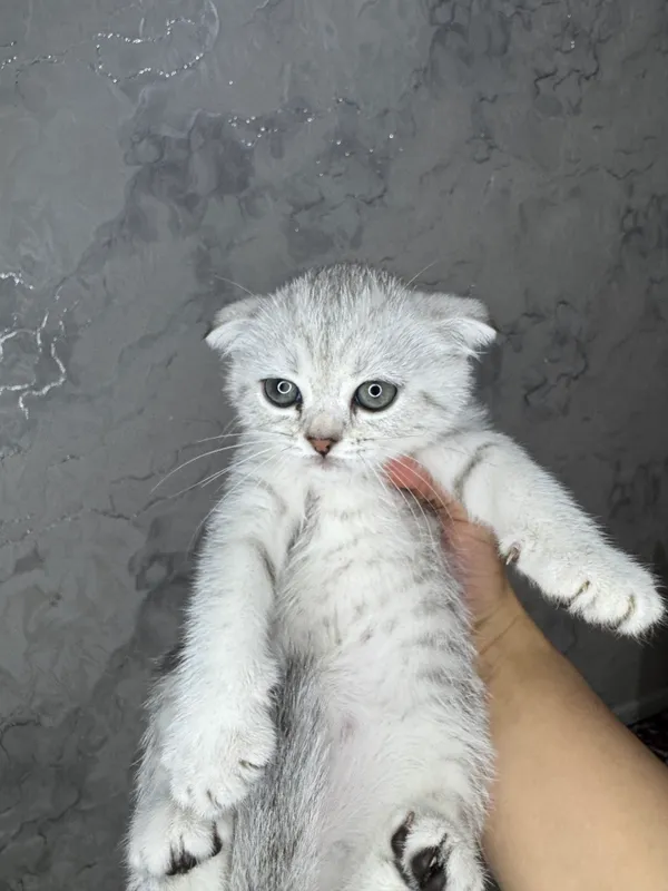 Мальчик девушка