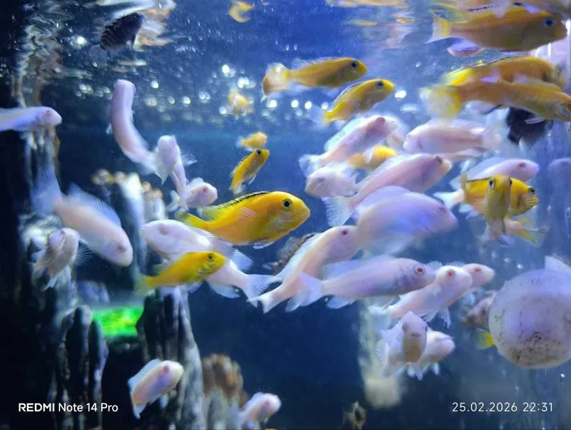 Akvarium va baliqlar sotiladi NURAFSHON