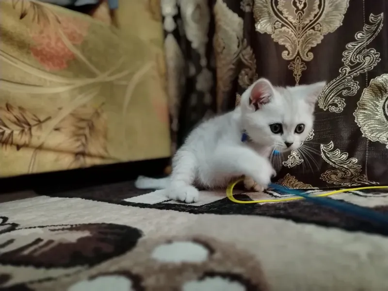 Животных котёнка 100 га 100 тоза шиншилла — фото 1